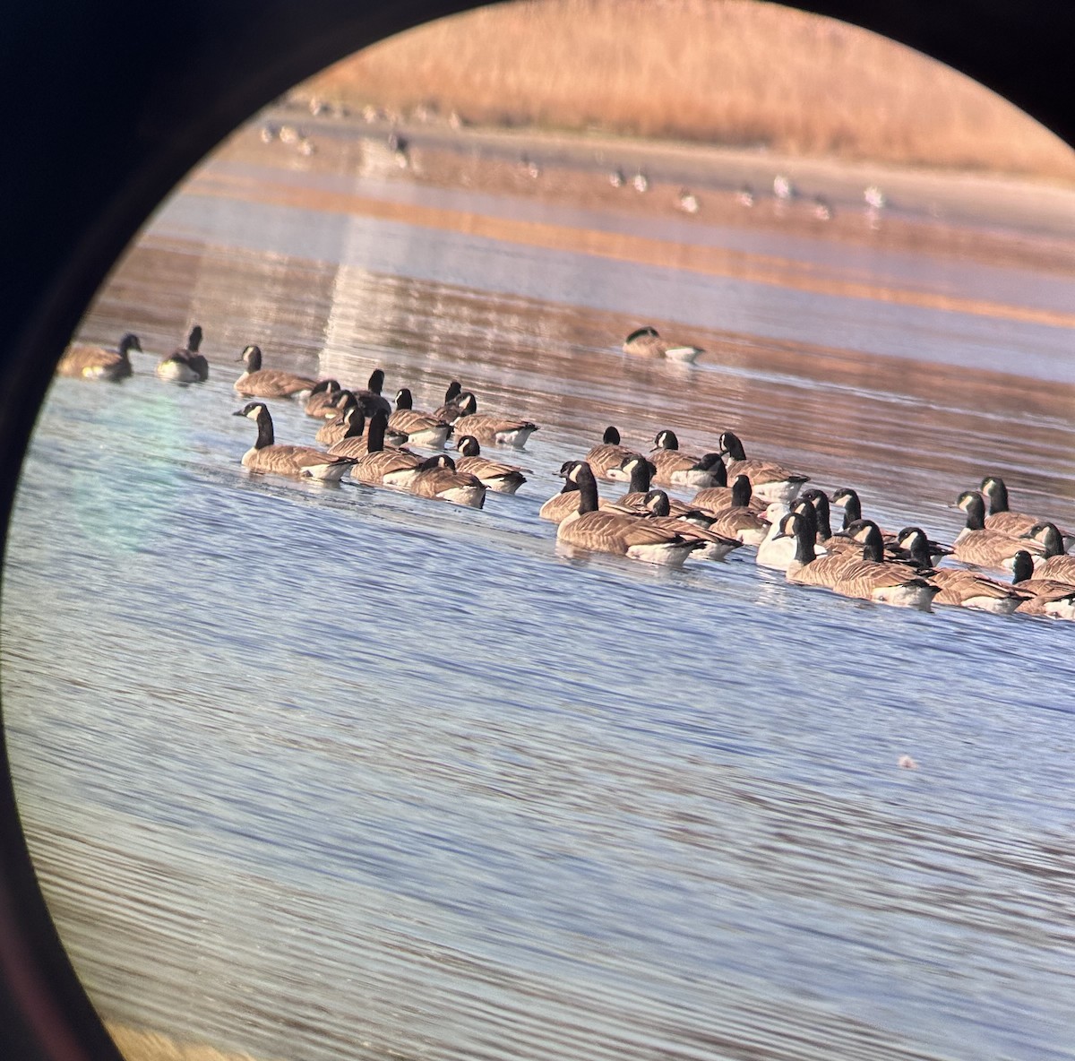 Гуска Роса - ML646640205