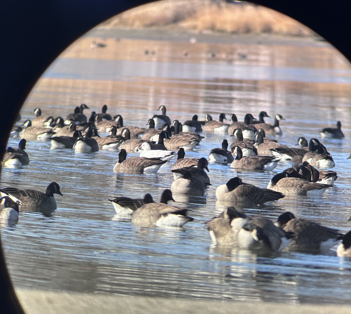 Гуска Роса - ML646640206