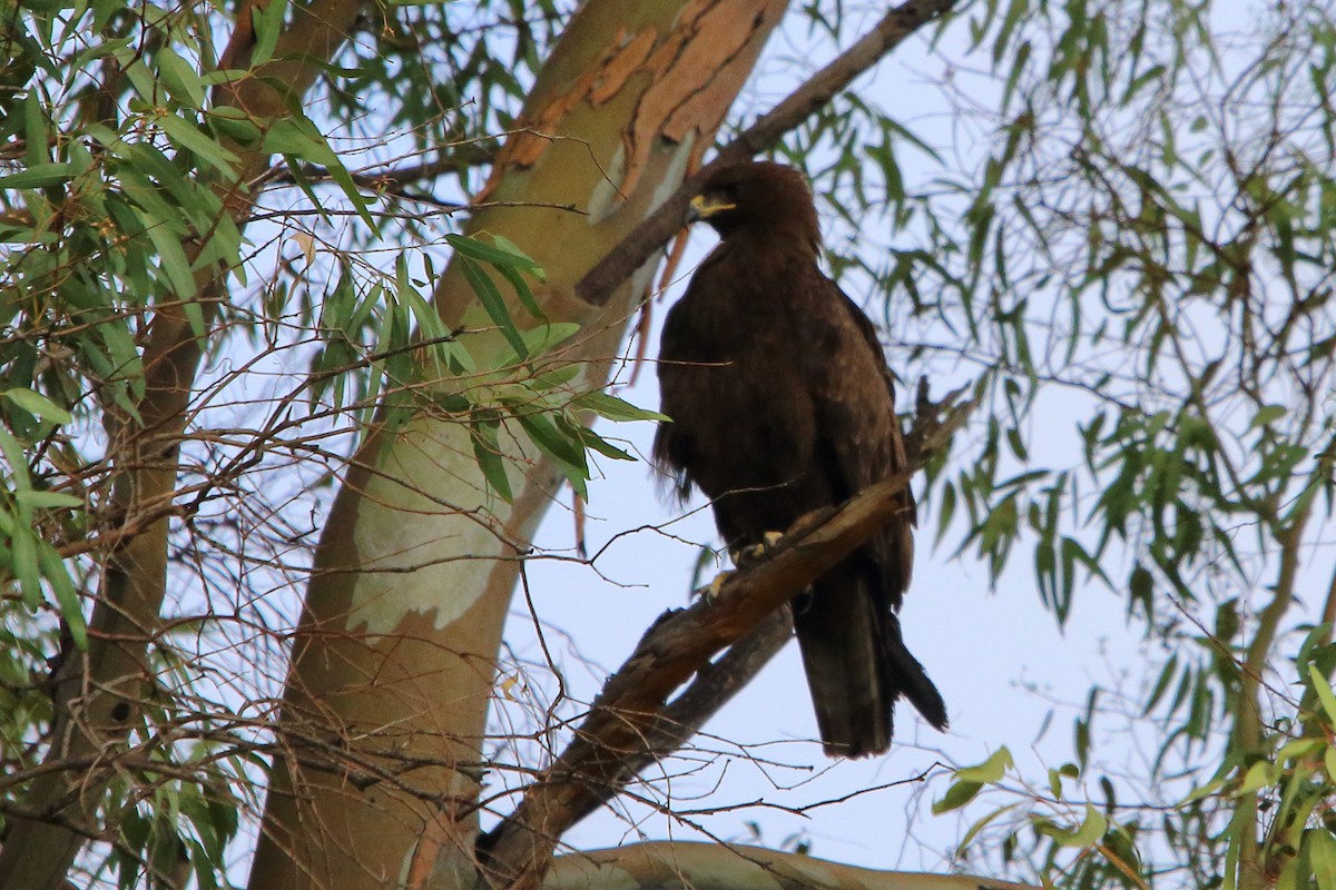 Wahlberg's Eagle - ML646640207