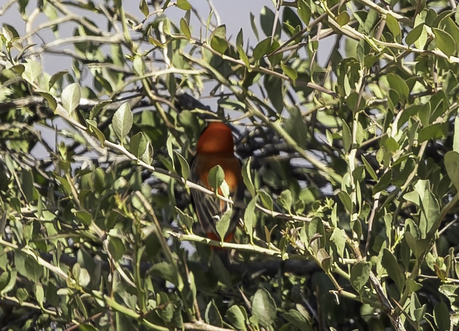 Oryxweber - ML646640208