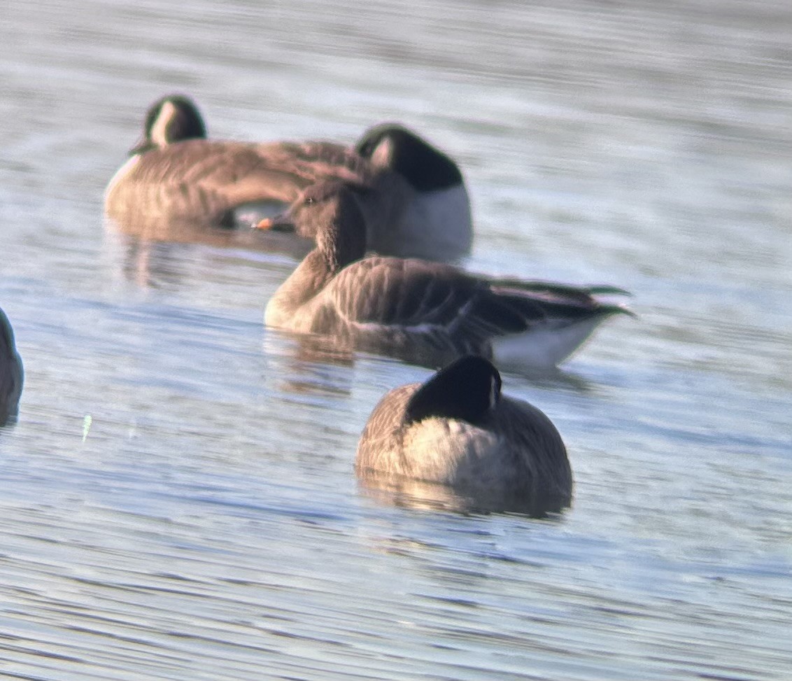 Гуменник тундровий - ML646640209