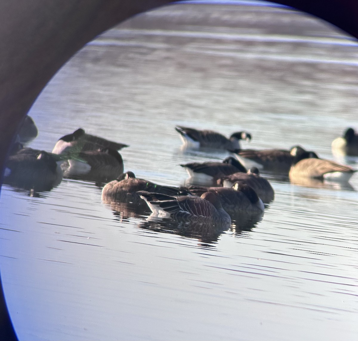 Гуменник тундровий - ML646640210