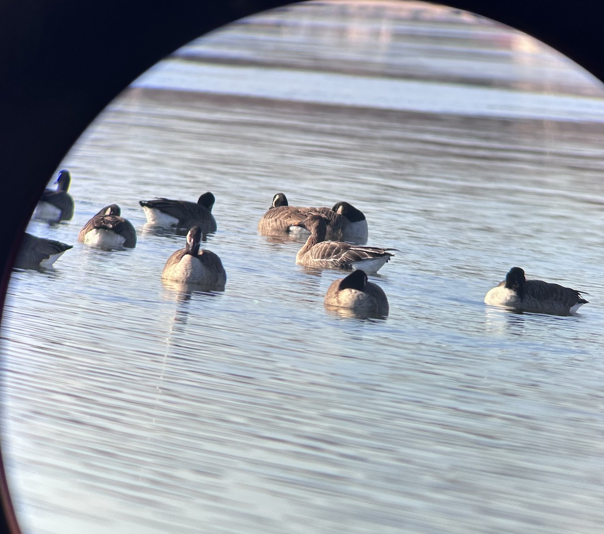 Гуменник тундровий - ML646640211