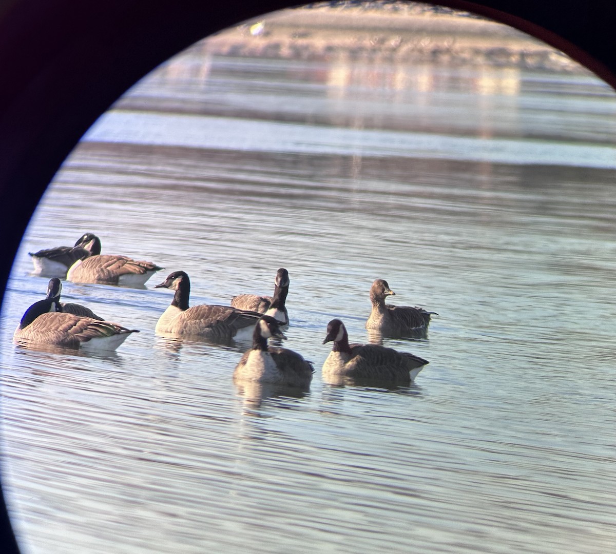 Гуменник тундровий - ML646640212