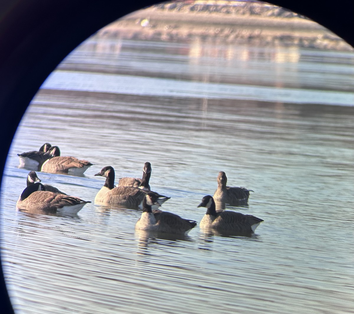 Гуменник тундровий - ML646640213