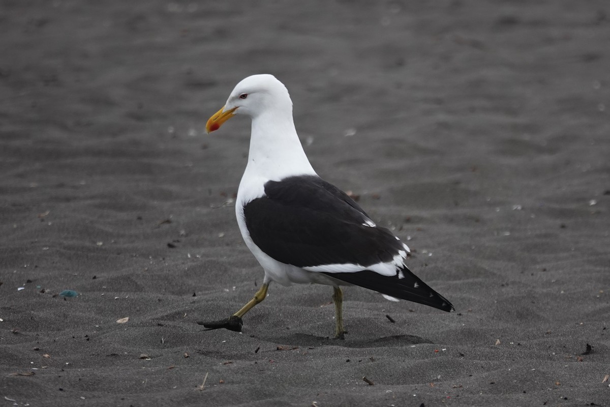 Kelp Gull - ML646640217