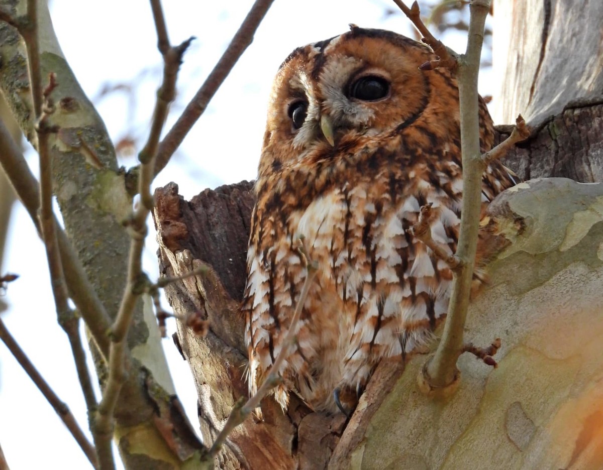 Chouette hulotte - ML646640218