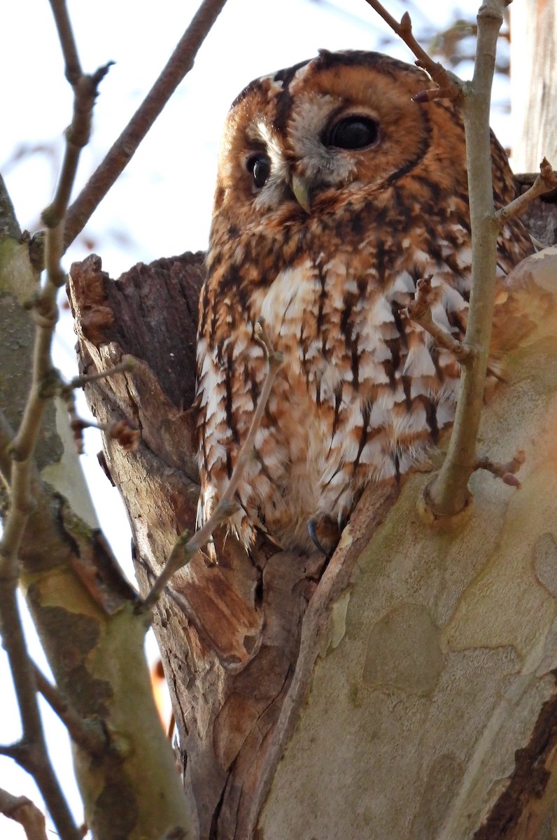 Chouette hulotte - ML646640219