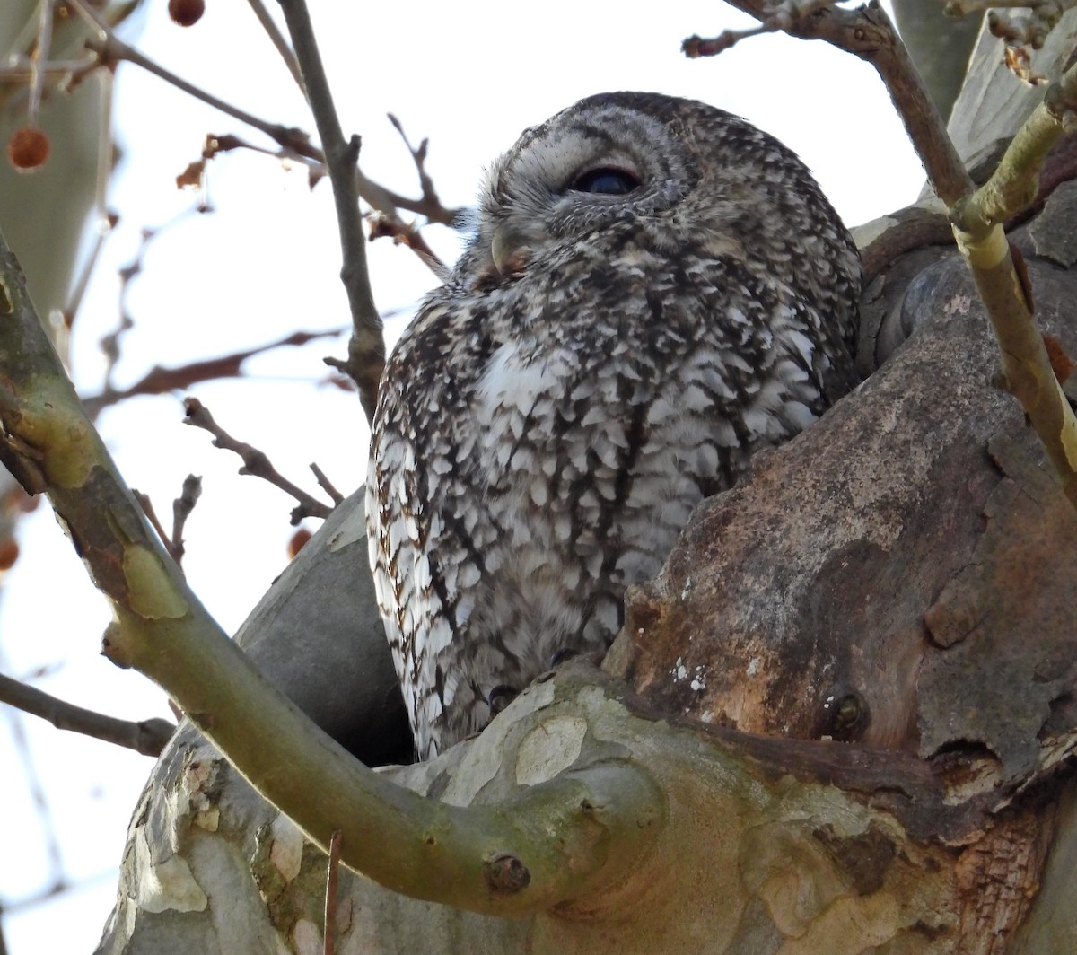 Chouette hulotte - ML646640220