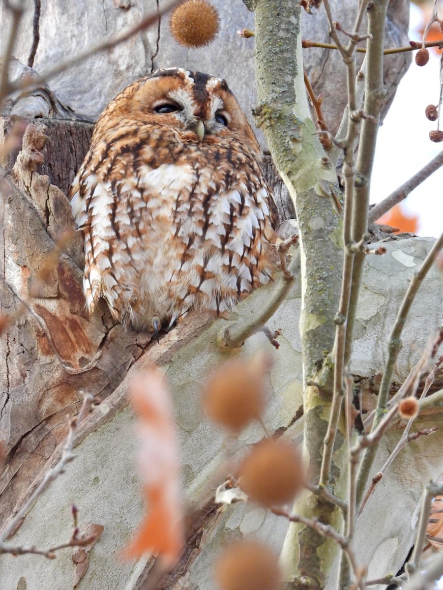 Chouette hulotte - ML646640223