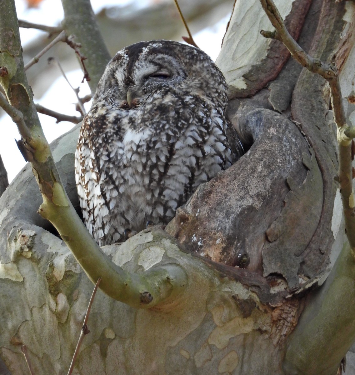 Chouette hulotte - ML646640224