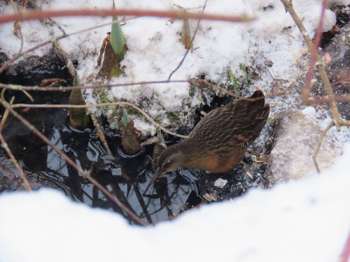 Пастушок віргінський - ML646640226