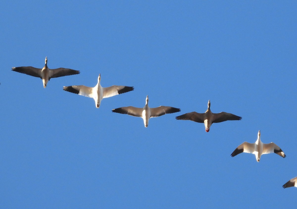 Schneegans - ML646640227