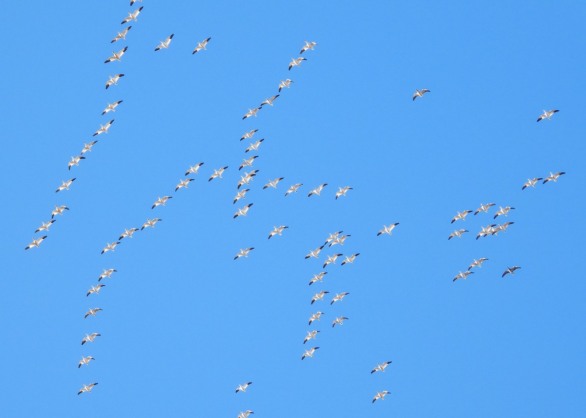 Schneegans - ML646640228