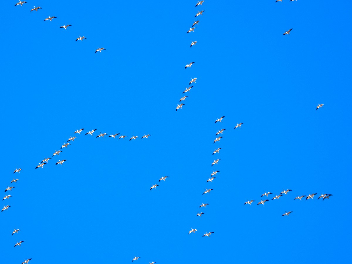 Schneegans - ML646640229