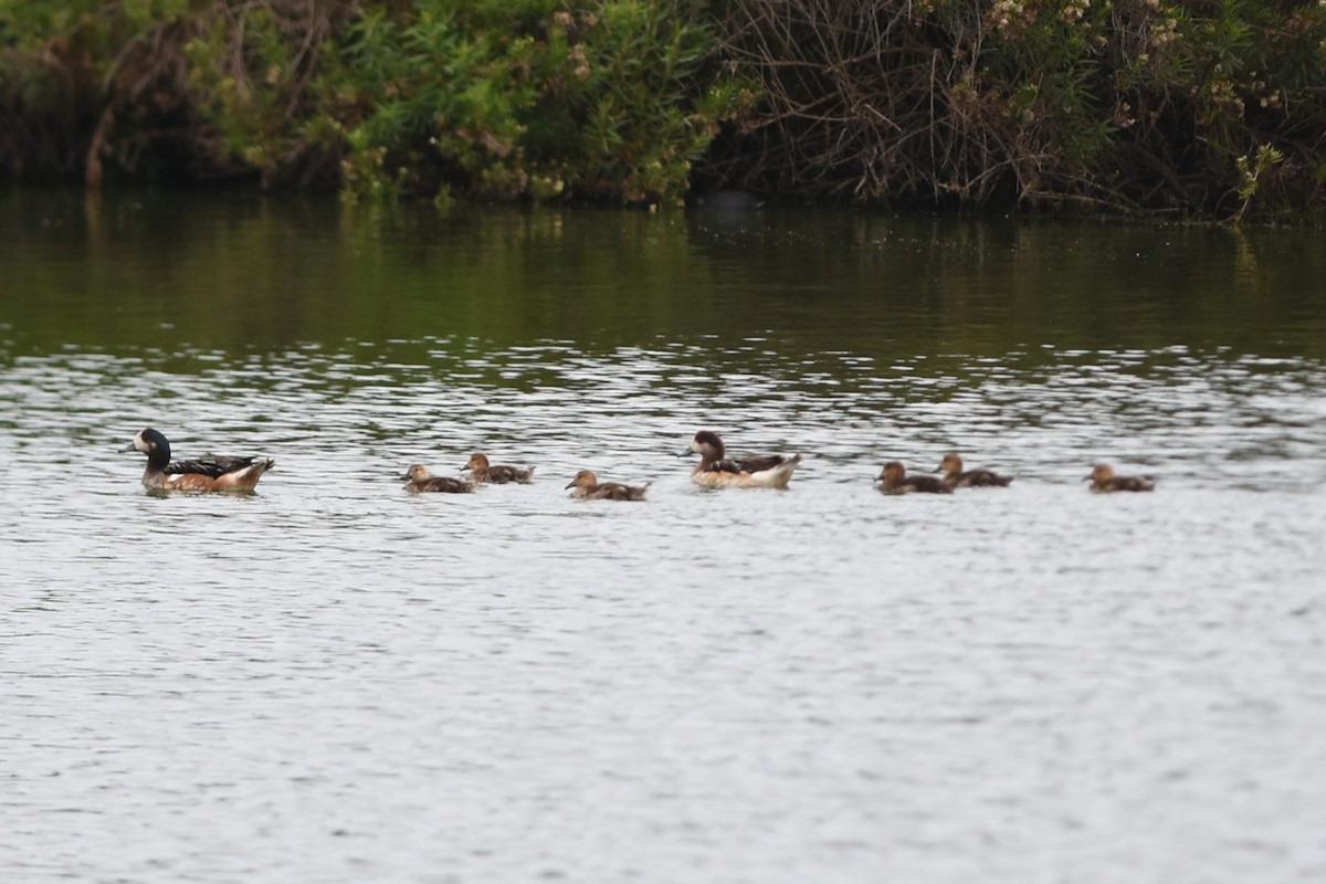 hvízdák chilský - ML646640234