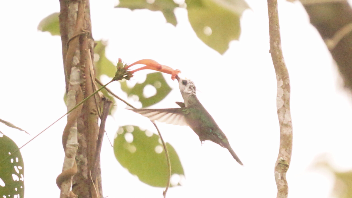 Violet Sabrewing - ML646640236