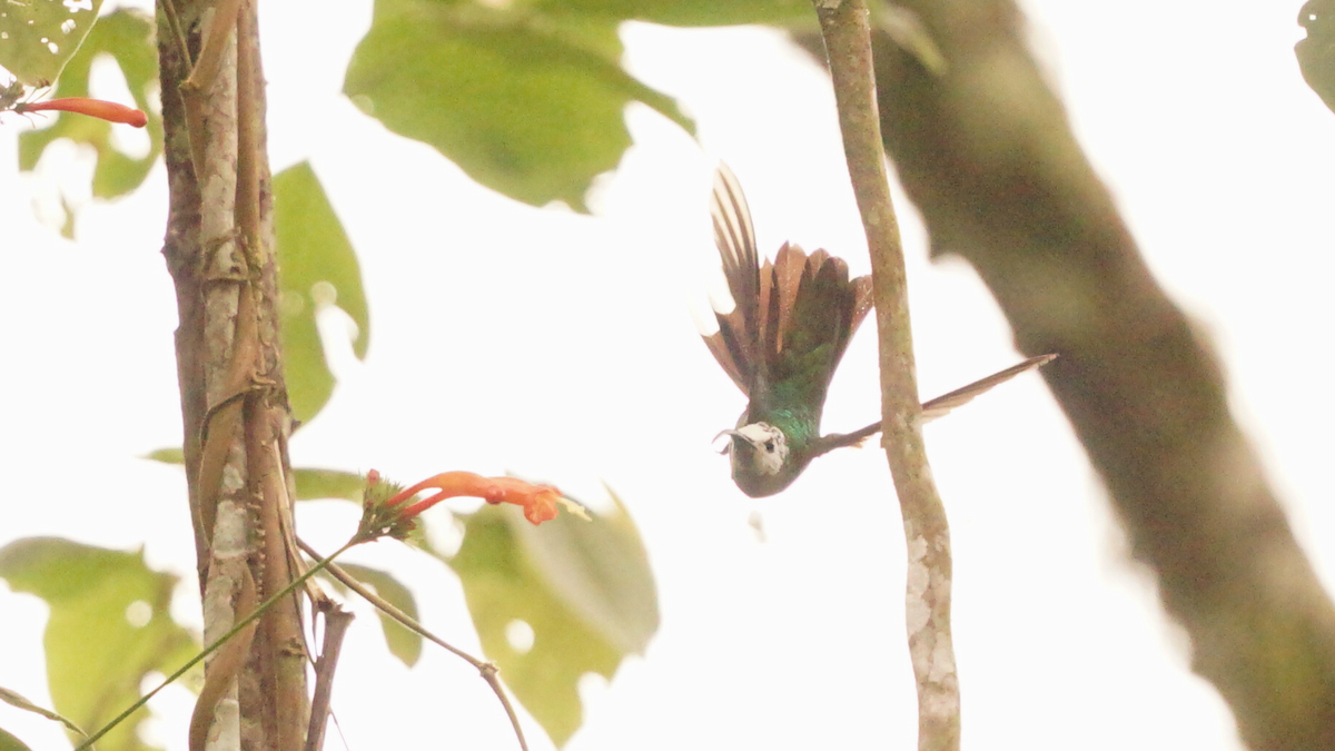 Violet Sabrewing - ML646640237