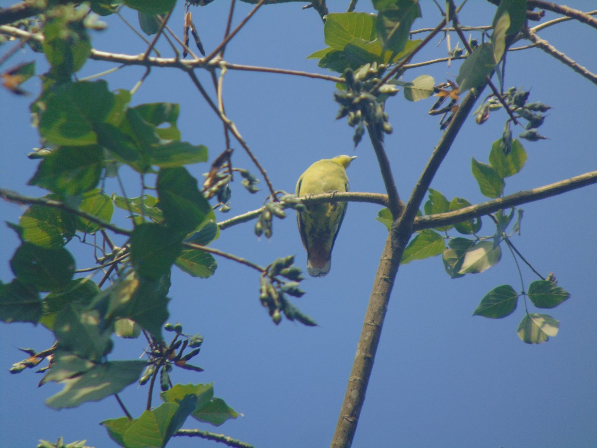 Gray-fronted Green-Pigeon - ML646640238