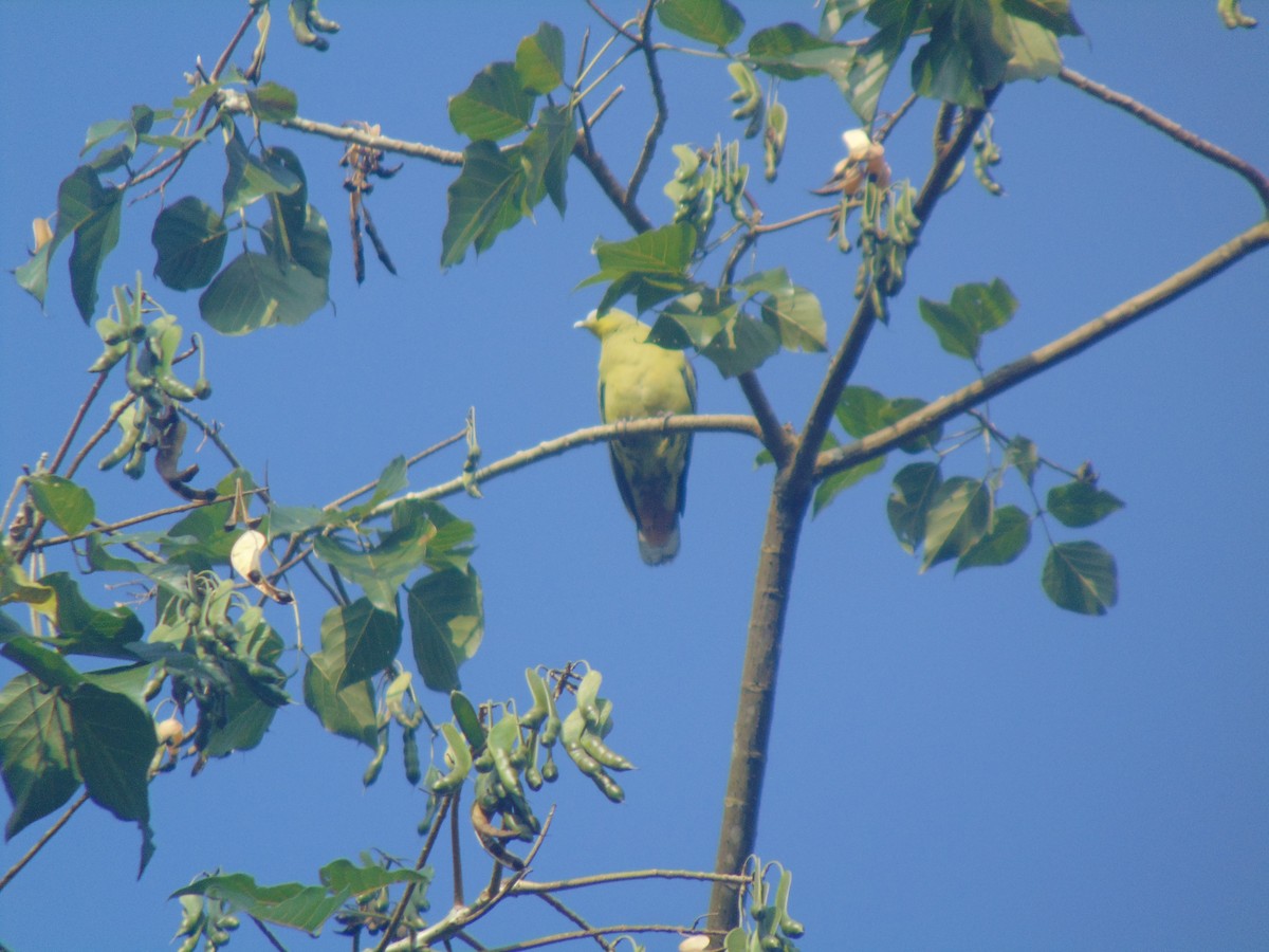 Gray-fronted Green-Pigeon - ML646640239