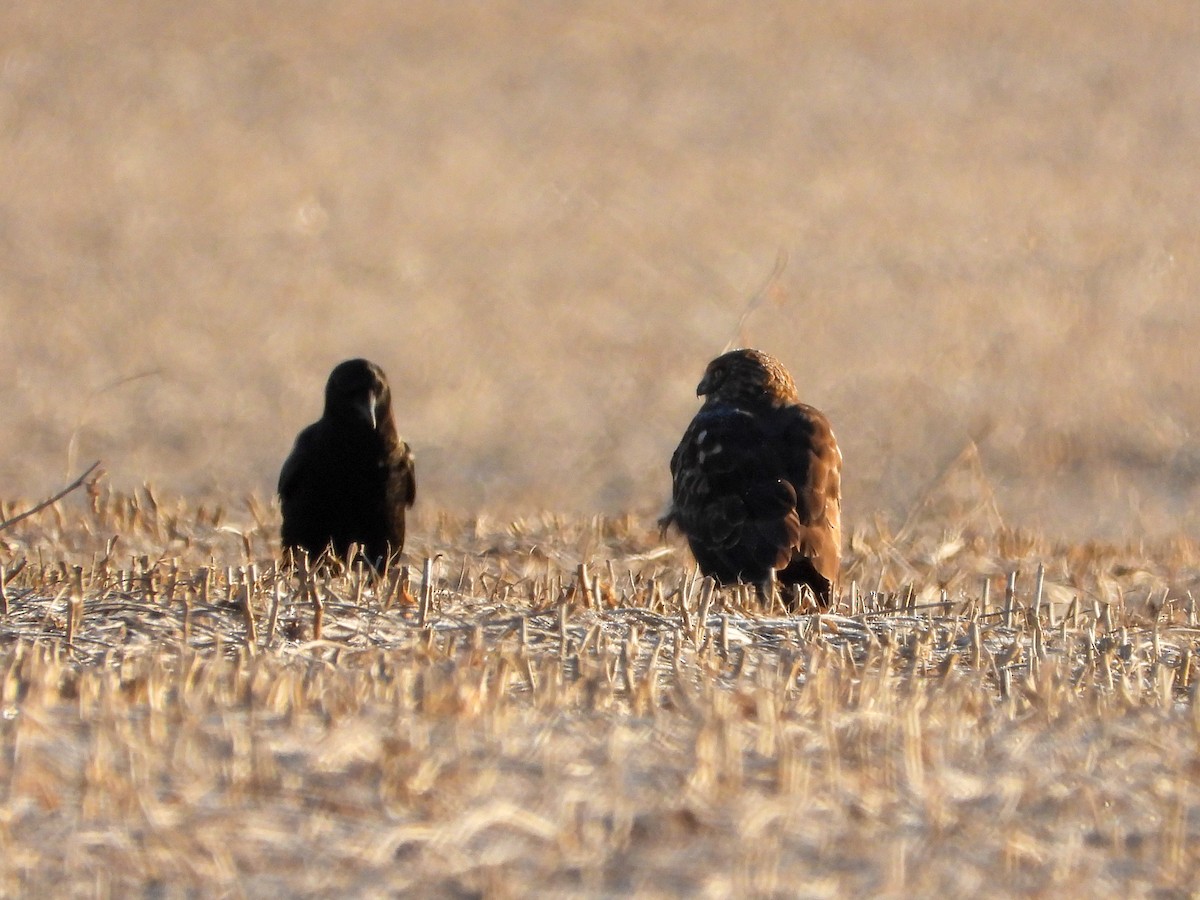 Hudsonweihe - ML646640240