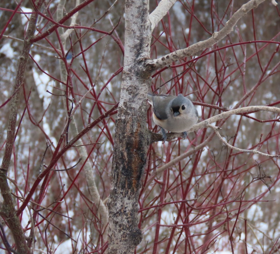 Tufted Titmouse - ML646640241
