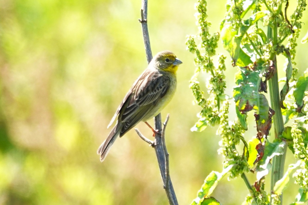 Grassland Yellow-Finch - ML646640242