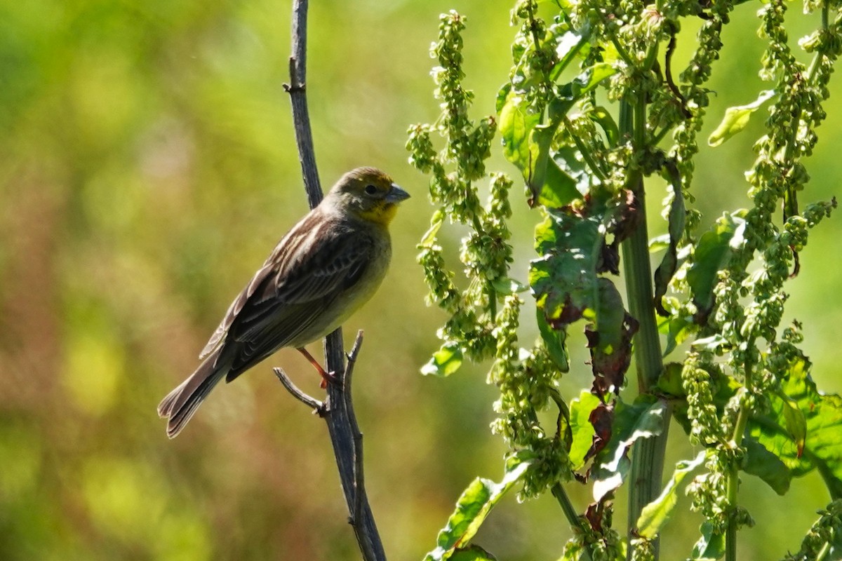 Grassland Yellow-Finch - ML646640243