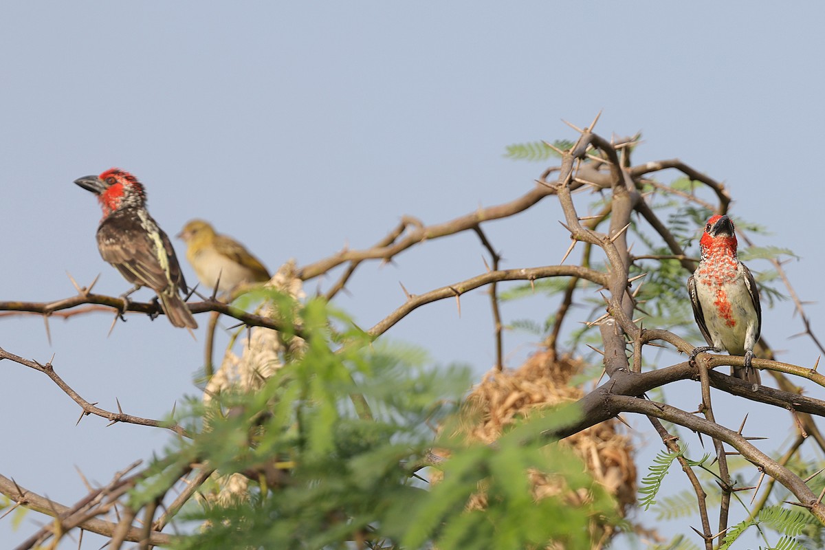 Barbudo Sangrante - ML646640244