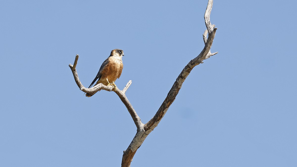 Australian Hobby - ML646640245