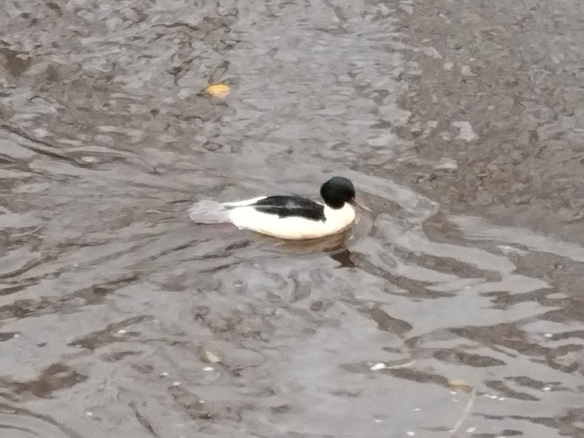 Хумхин бохио - ML646640250