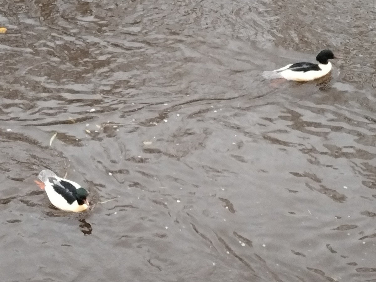 Хумхин бохио - ML646640251