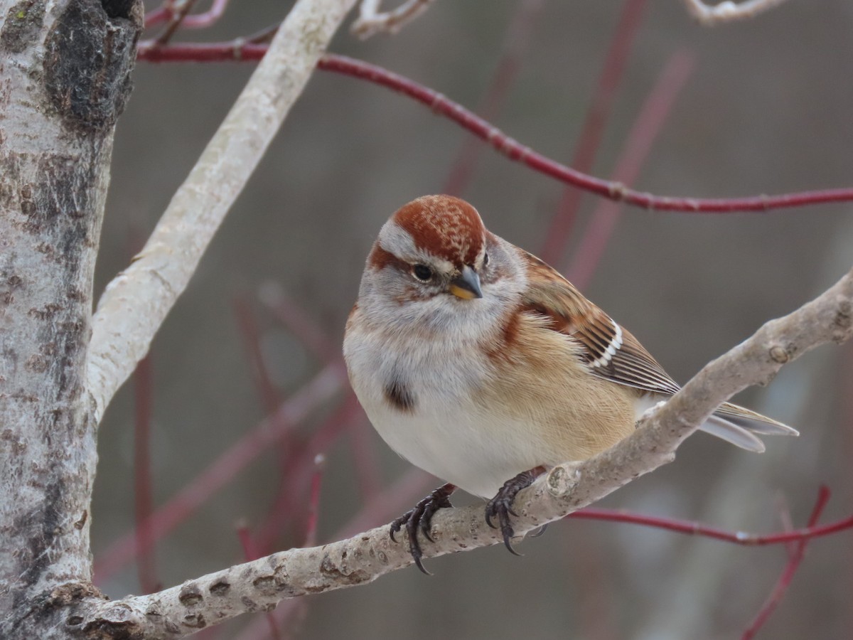 American Tree Sparrow - ML646640252