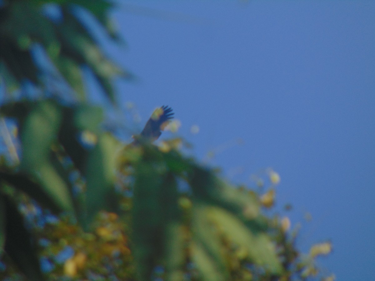 林鵰 - ML646640253