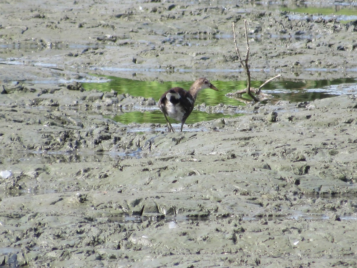 Eurasian Moorhen - ML646640254