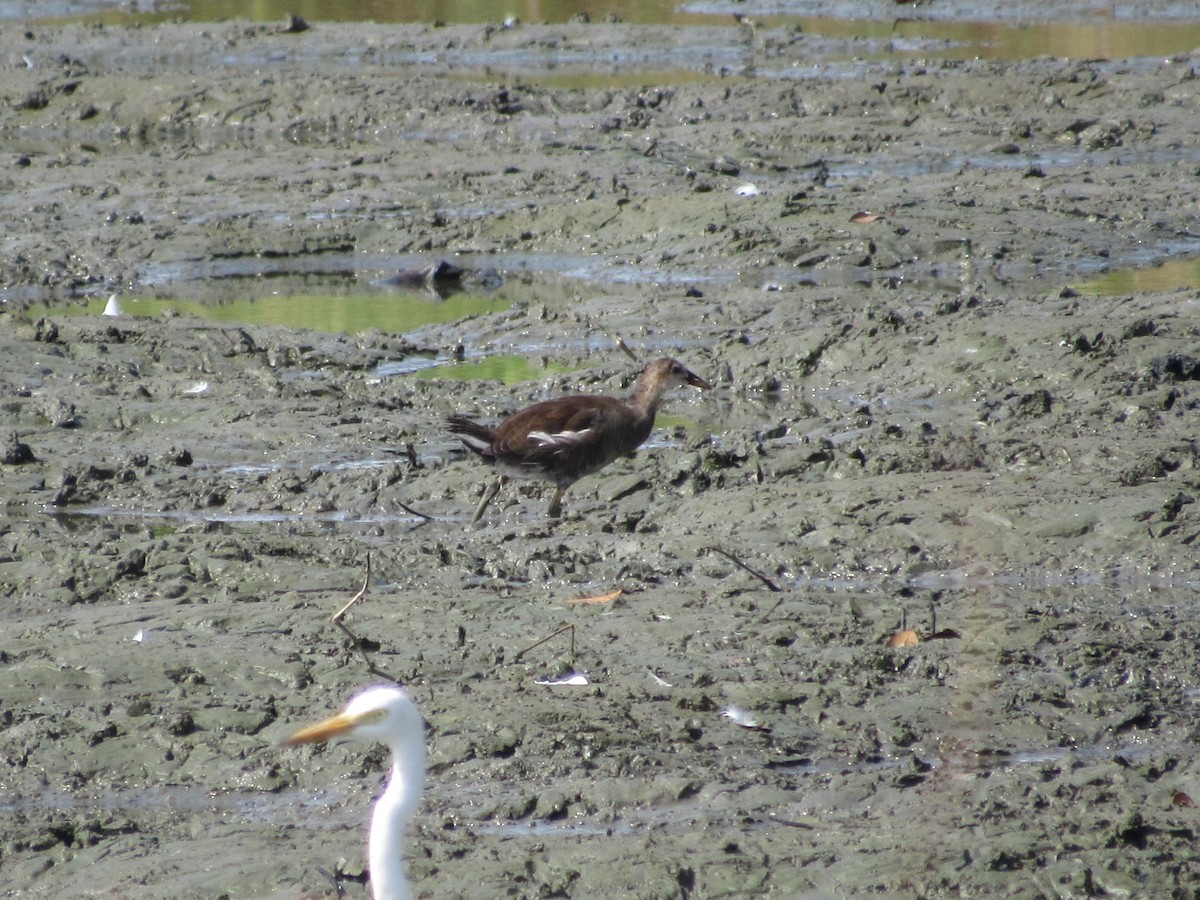 Eurasian Moorhen - ML646640255