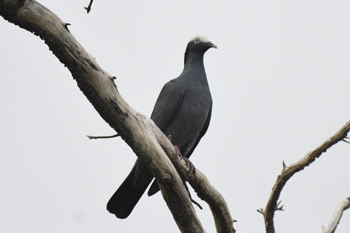 Paloma Coronita - ML646640257