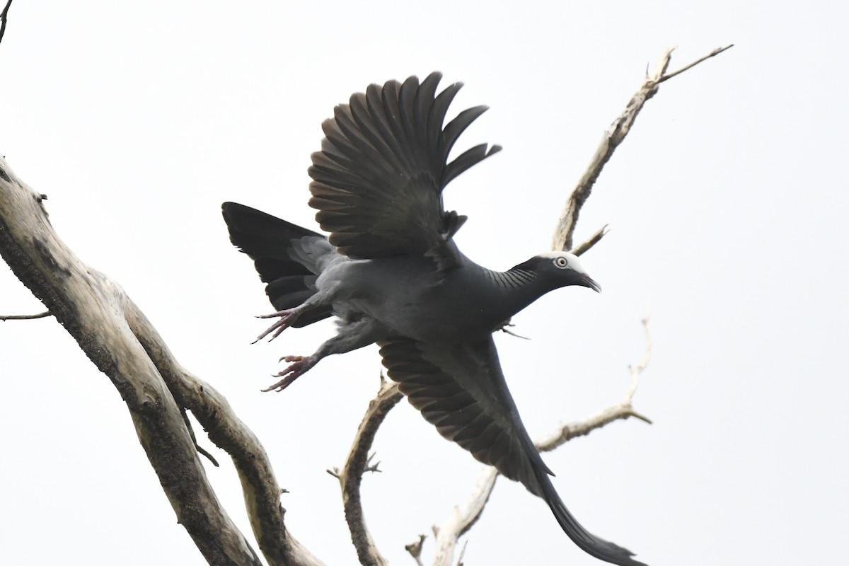 Paloma Coronita - ML646640258