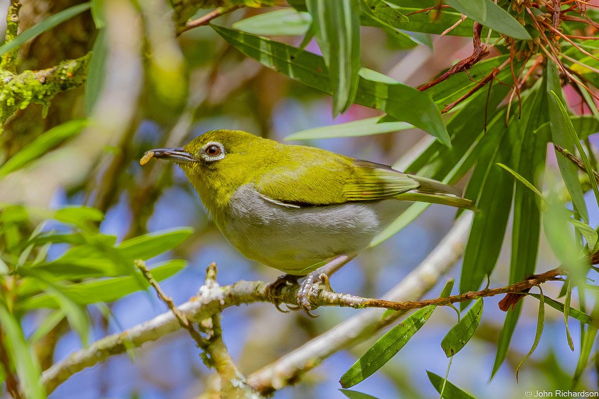 Hume's White-eye - ML646640259