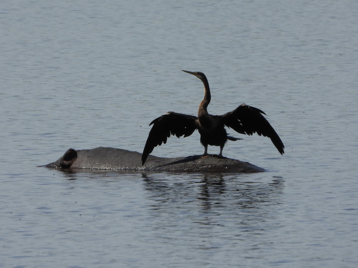 Африканская змеешейка - ML646640260