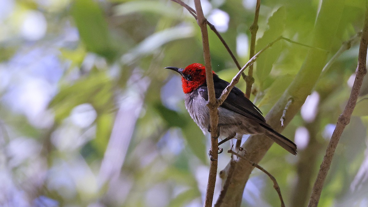 Red-headed Myzomela - ML646640262