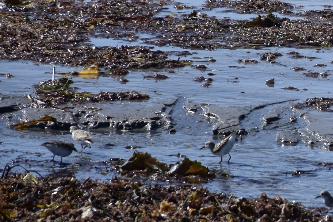 Gambecchio di Bonaparte - ML646640263