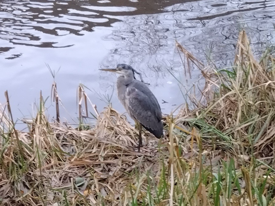 Хөх дэглий - ML646640264