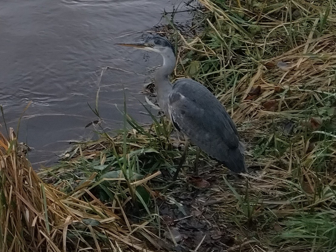 Хөх дэглий - ML646640265