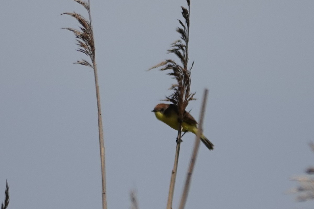 Ticking Doradito - ML646640266