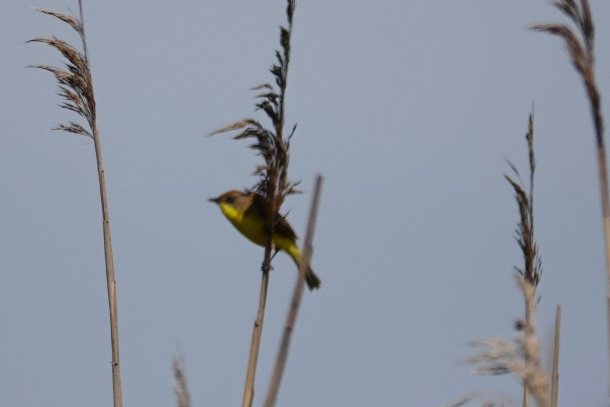 Ticking Doradito - ML646640267