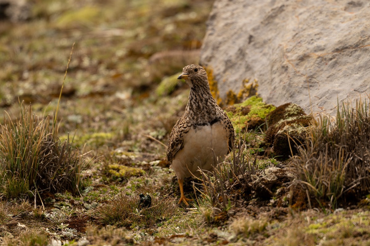 Gray-breasted Seedsnipe - ML646640269