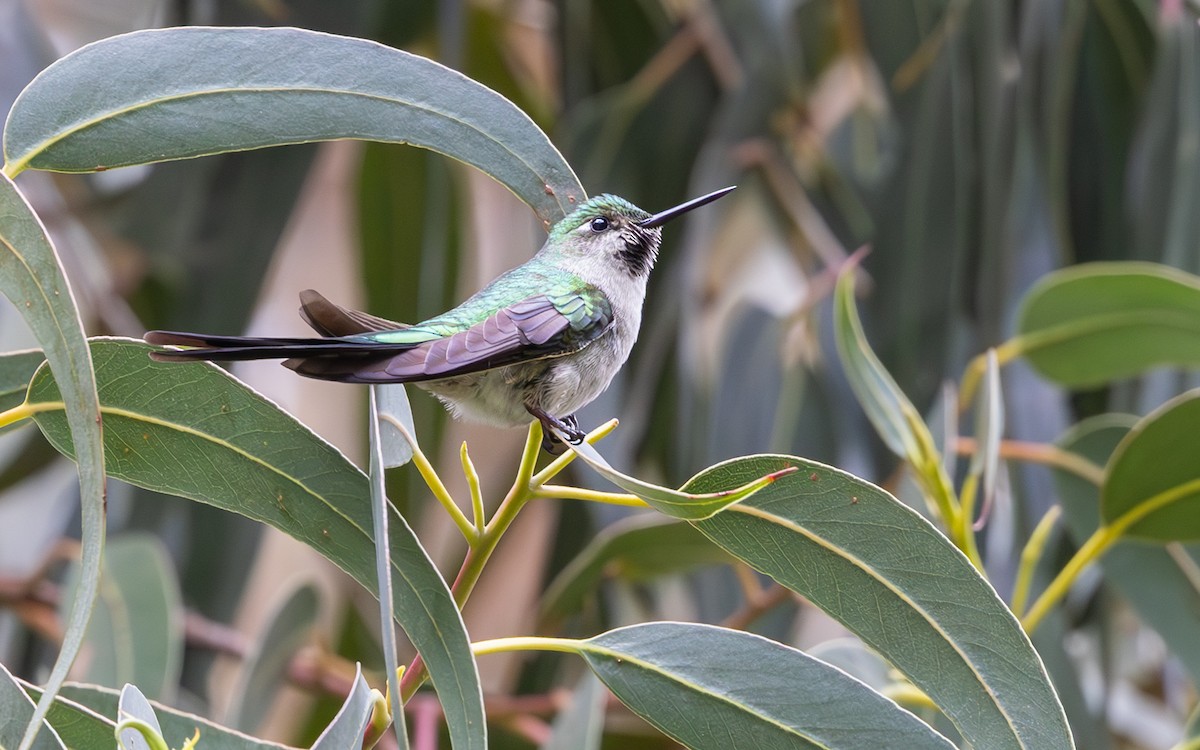 オナガハチドリ - ML646640270