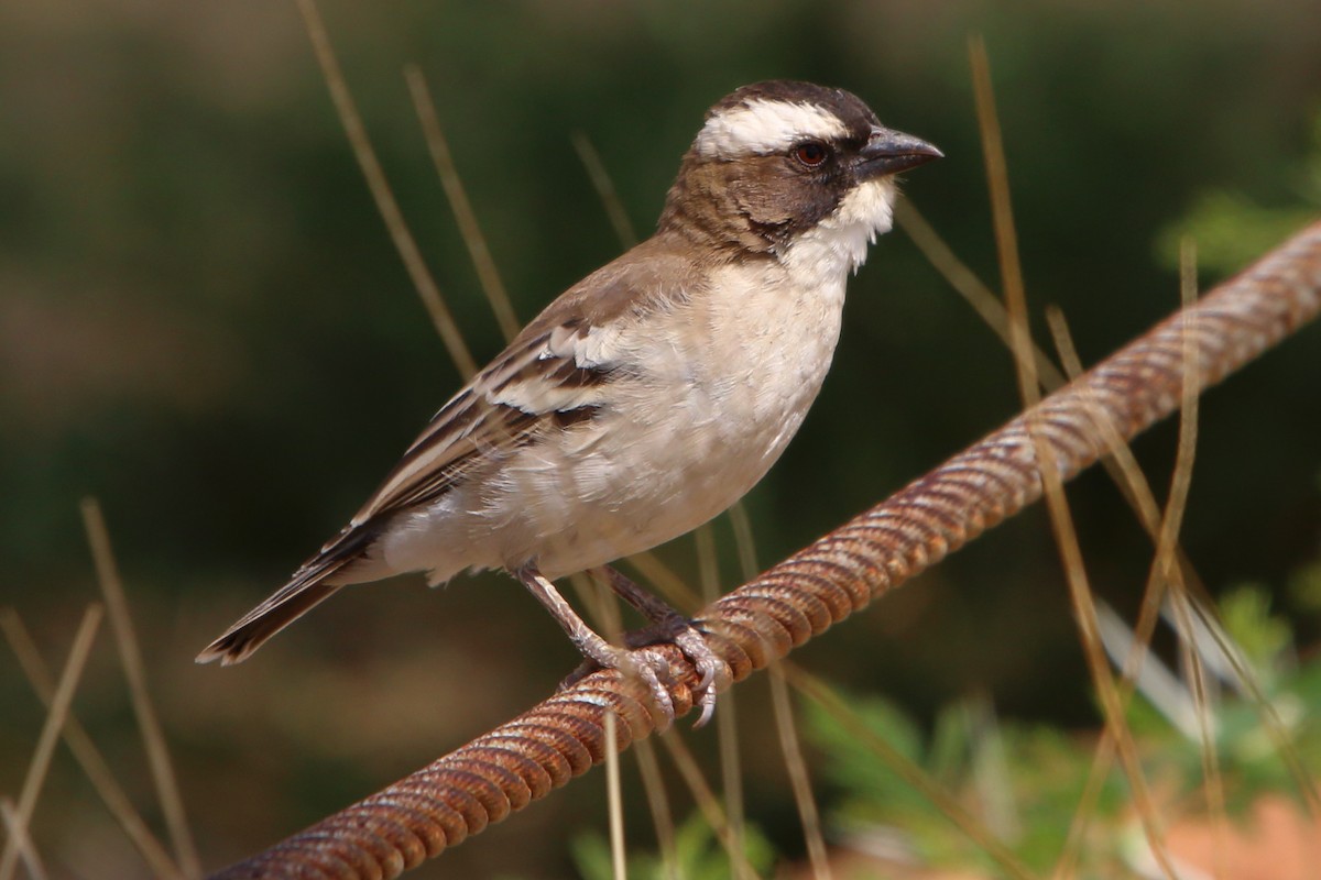 Белобровый коробиндо - ML646640271