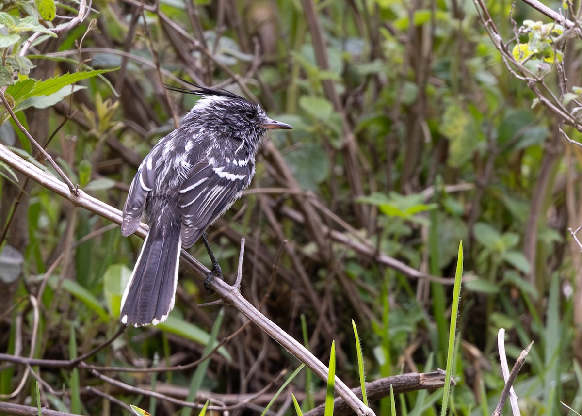 クロカンムリカラタイランチョウ - ML646640273
